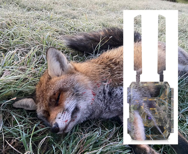 Wildkamera am Luderplatz richtig einsetzen – Tipps für die Fuchsjagd