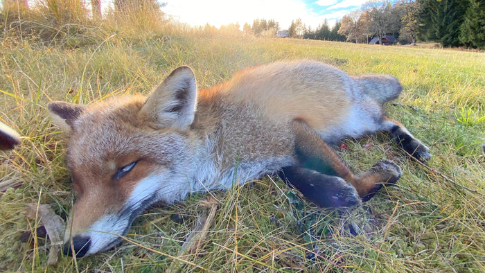 Lockjagd auf Fuchs richtig planen