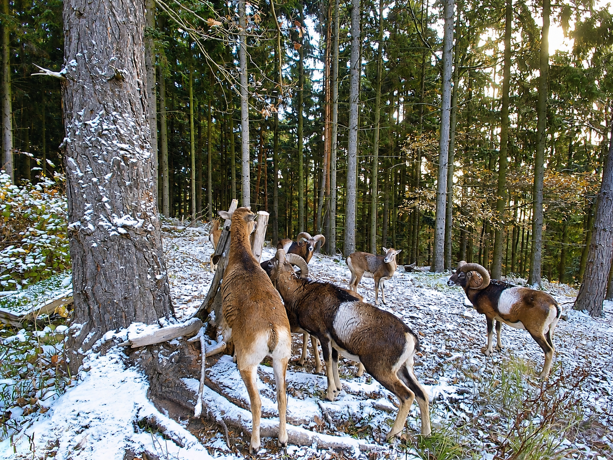 Muffelwild an Salzlecken: Gut geplant zum Jagderfolg