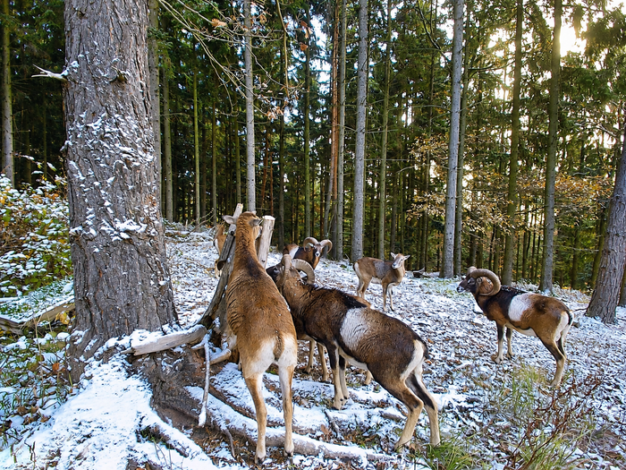 Muffelwild an Salzlecken: Gut geplant zum Jagderfolg