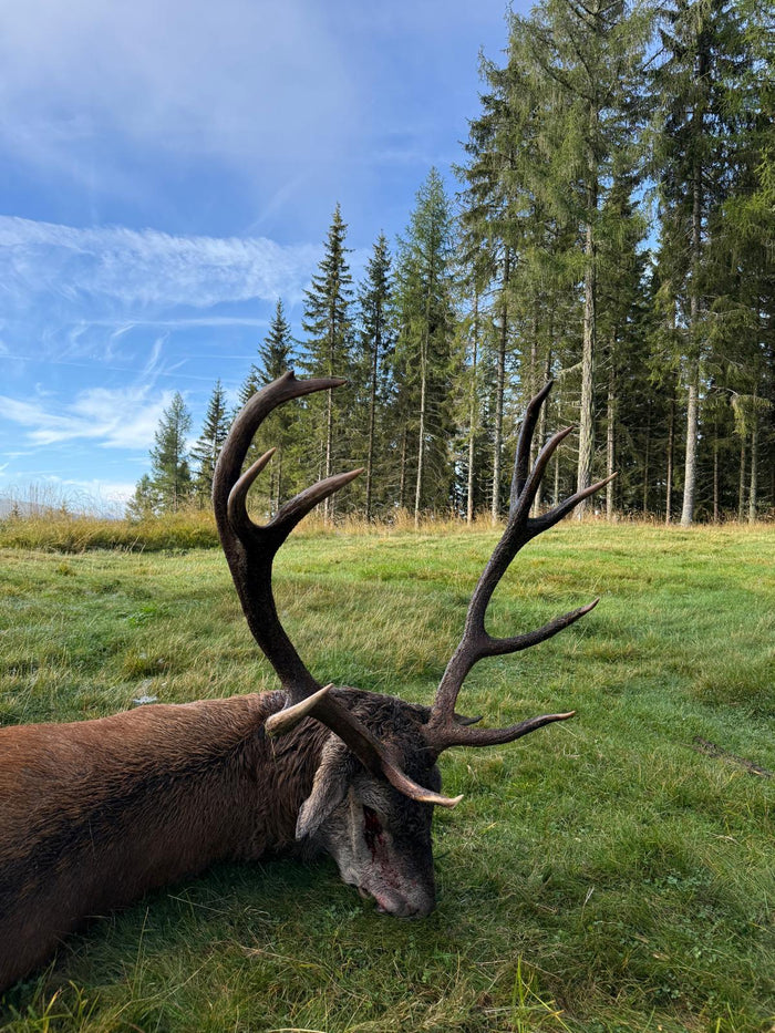 3 Pirschgänge, 2 Erntehirsche: Wildkamera bei der Hirschbrunft richtig einsetzen