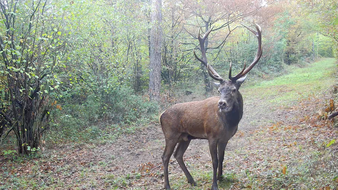 Rothirsch während der Hirschbrunft – Aufnahme einer TRAILCAM.at Wildkamera