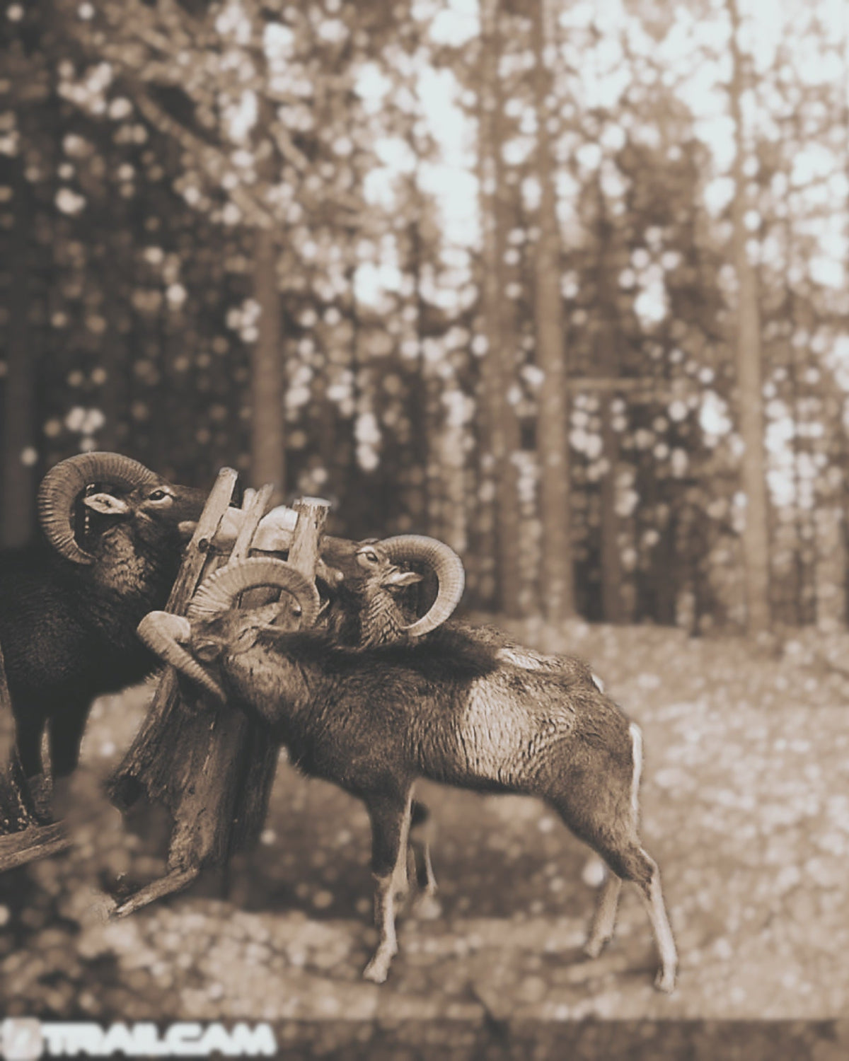 Muffelwild an einer Salzlecke – Wild-Salzspray Apfel Rezept