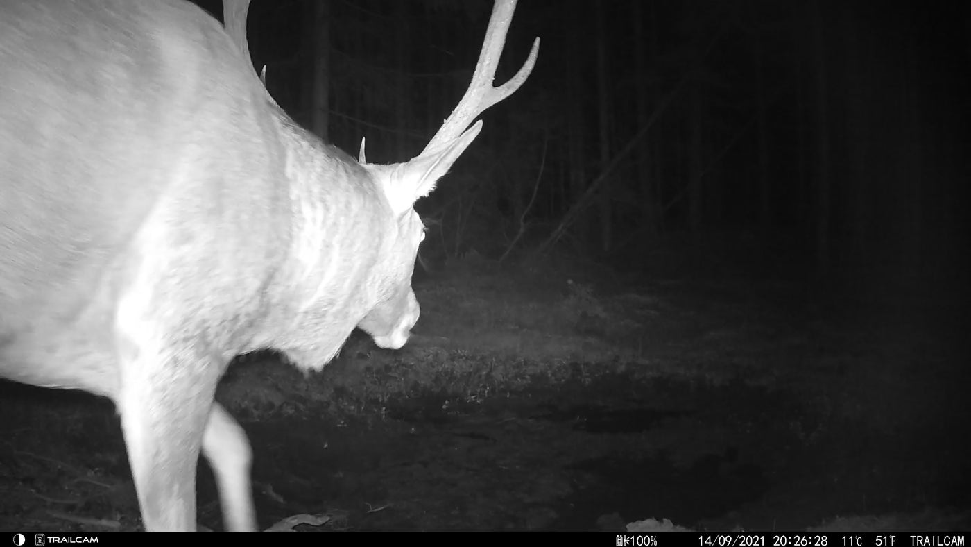 Hirsch an Suhle
